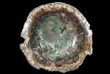 Wide Polished Petrified Wood Bowl - lbs #95082-1